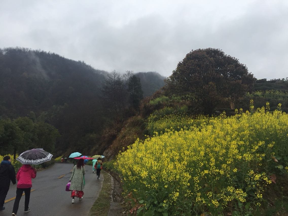 大黃山街道最新天氣預報，大黃山街道天氣預報更新通知