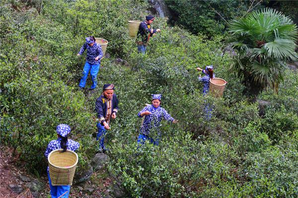 舜皇山國家森林公園最新發展規劃，塑造自然與文化的和諧共生之地，舜皇山國家森林公園發展規劃，自然與文化和諧共生的新篇章